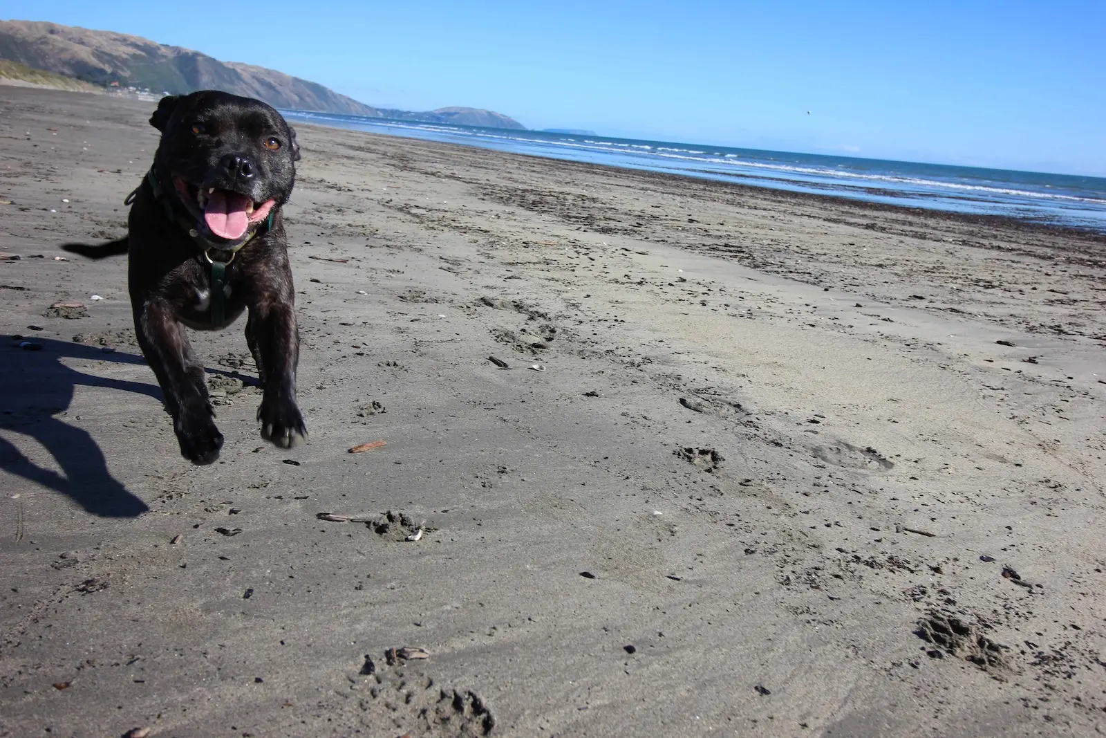 Happy dog playing on Kapiti Coast beach